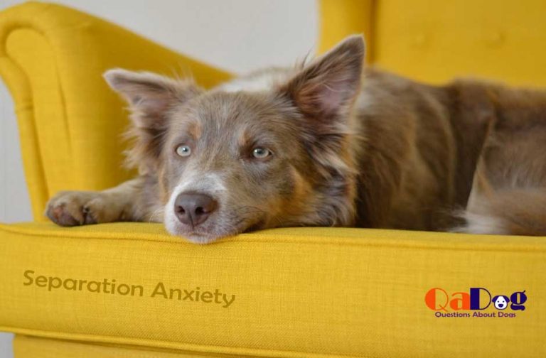 how-to-treat-dogs-with-separation-anxiety