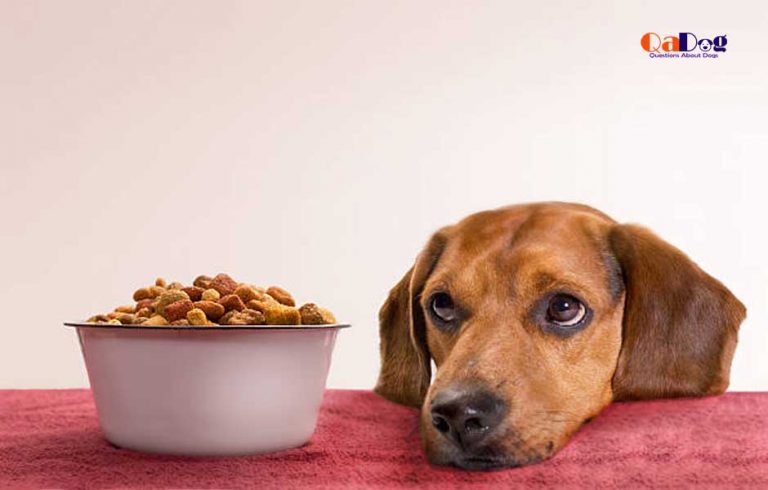 what-to-add-to-dry-dog-food-for-picky-eaters