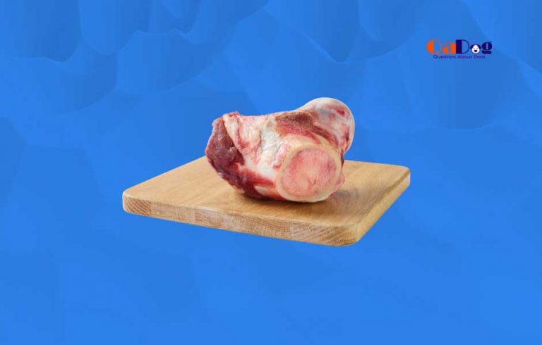 where-to-buy-raw-meaty-bones-for-dogs