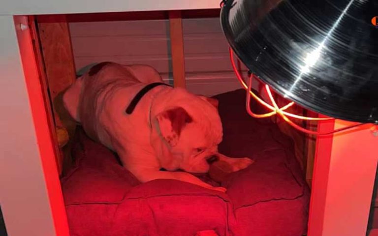 how-to-install-a-heat-lamp-in-a-dog-house-easy-way