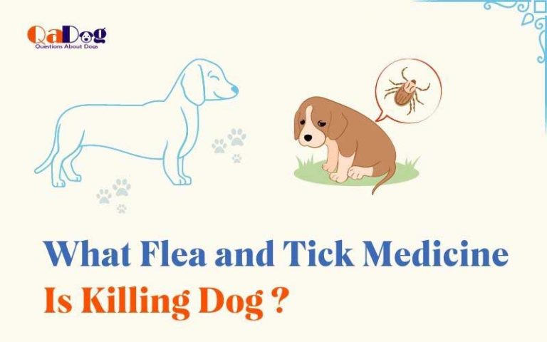 What Flea and Tick Medicine Is Killing Dogs?