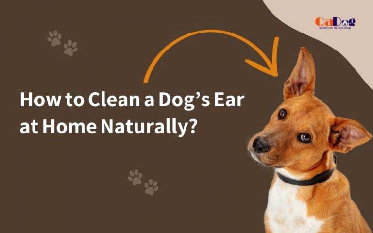 How To Clean Dog Ears At Home Naturally?