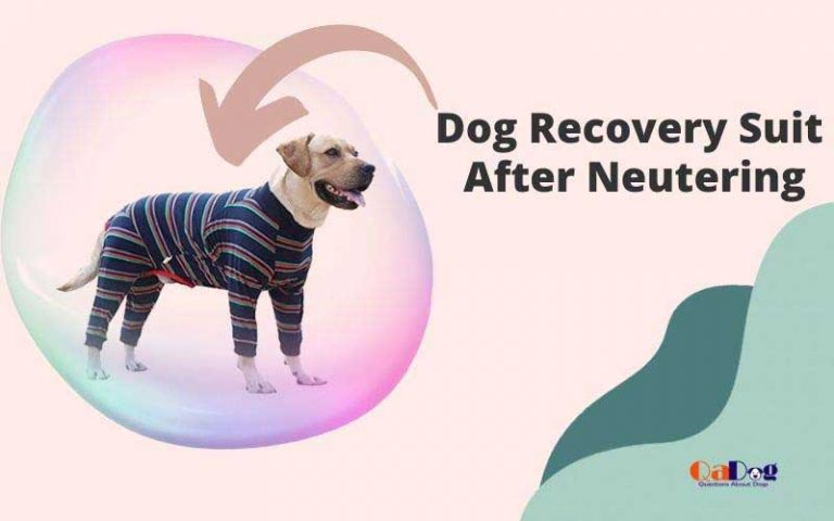 top-6-best-dog-recovery-suit-after-neutering-reviews