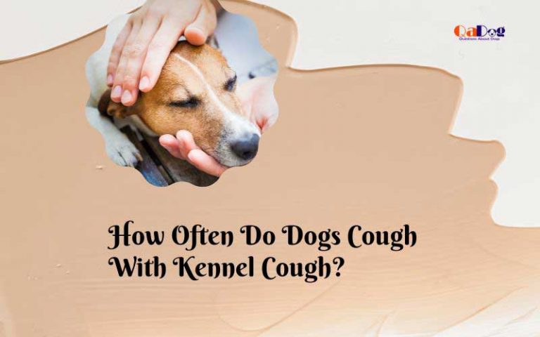 How Often Do Dogs Cough With Kennel Cough?