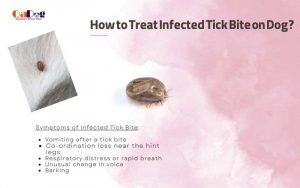 How to Treat Infected Tick Bite on Dog?