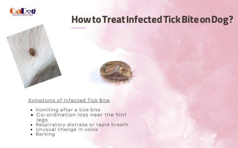 how-to-treat-infected-tick-bite-on-dog