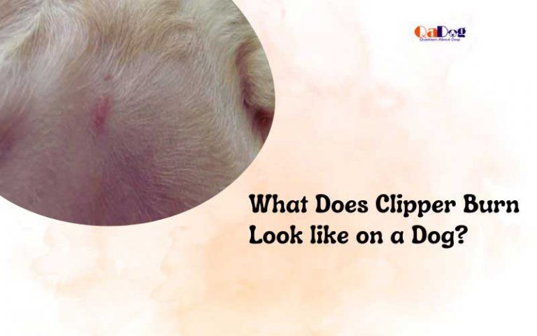 what-does-clipper-burn-look-like-on-a-dog