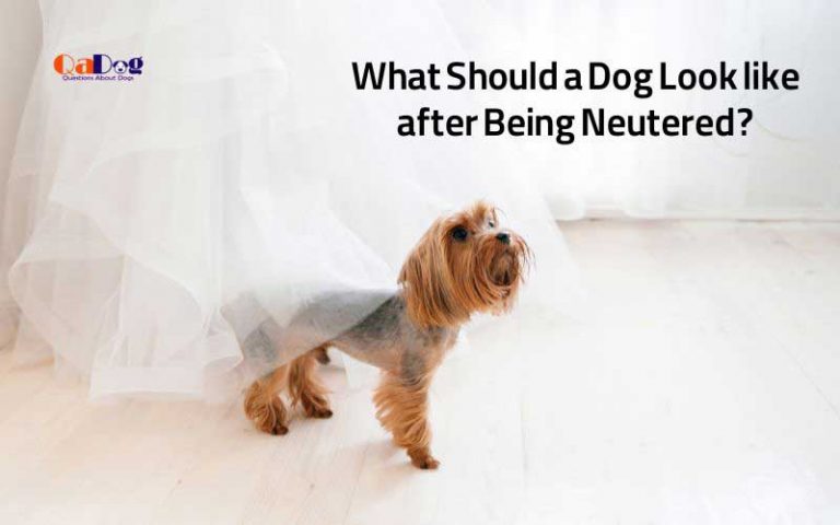 what-should-a-dog-look-like-after-being-neutered