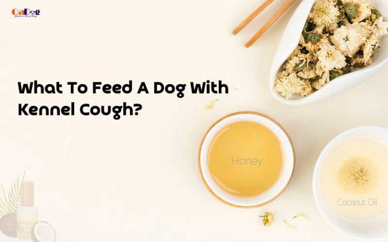 how-long-is-a-dog-with-kennel-cough-contagious-a-clear-answer-pawsafe