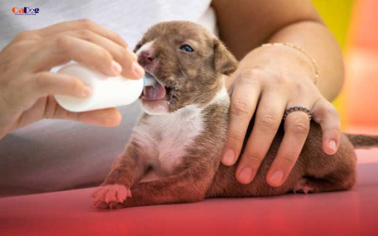 what-to-feed-newborn-puppies-without-mother