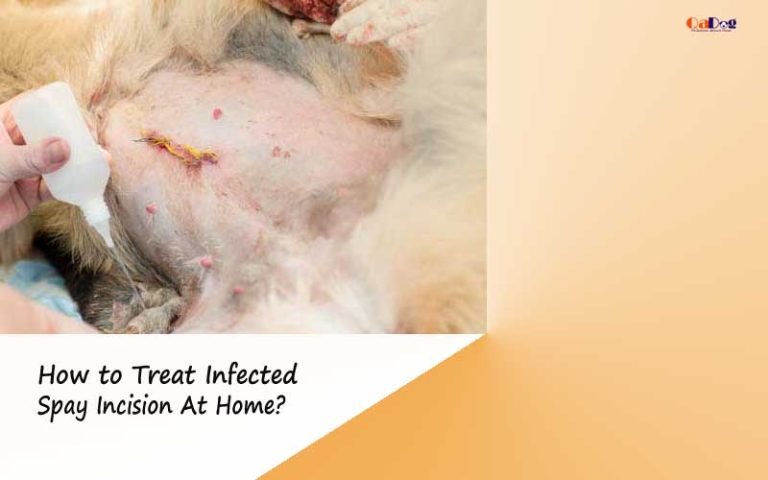 how-to-treat-infected-spay-incision-at-home