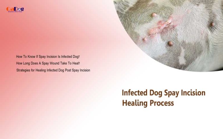 infected-dog-spay-incision-healing-process